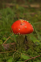 fly agaric in the forest