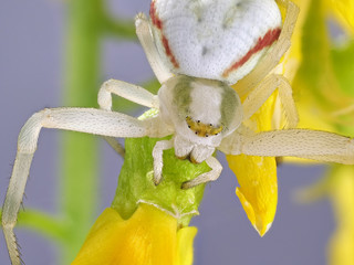 Veränderliche Krabbenspinne; Misumena vatia: Spinne getarnt auf einer Blüte