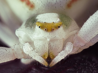 Veränderliche Krabbenspinne; Misumena vatia: Frontalaufnahme mit Augen