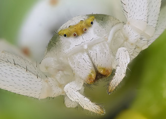 Veränderliche Krabbenspinne; Misumena vatia: Detailaufnahme Augen, Zähne und Kopf
