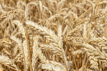 field with ears of grain wheat close up growing, agriculture farming rural economy agronomy concept