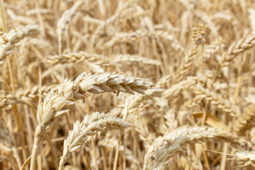 field with ears of grain wheat close up growing, agriculture farming rural economy agronomy concept