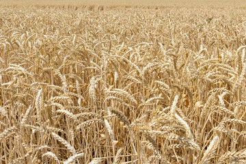 field with ears of grain wheat close up growing, agriculture farming rural economy agronomy concept