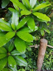 Beautiful of green tropical leaves with a wooden fence.