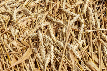 field with ears of grain wheat close up growing, agriculture farming rural economy agronomy concept