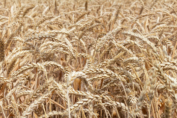 Fototapeta na wymiar field with ears of grain wheat close up growing, agriculture farming rural economy agronomy concept