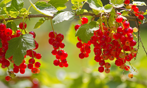 Rote Johannisbeeren am Strauch