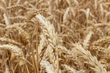 field with ears of grain wheat close up growing, agriculture farming rural economy agronomy concept