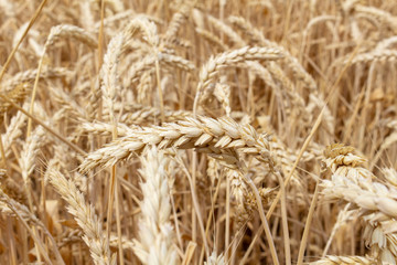 field with ears of grain wheat close up growing, agriculture farming rural economy agronomy concept