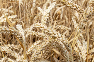 field with ears of grain wheat close up growing, agriculture farming rural economy agronomy concept