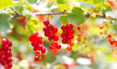 Rote Johannisbeeren am Strauch
