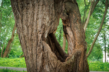 HOLLOW IN A TREE STANDING IN A SUMMER PARK