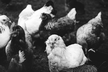 Group of farm chickens in black and white.
