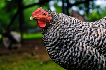 Hen chicken bird on farm.