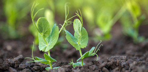 Young plant pea in soil grows in the light of the sun sunset. Green seedlings growth in spring in the garden close-up, panoramic banner