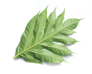 Obraz premium Leaf of breadfruit on white background
