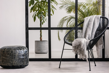 Grey cozy blanket on black fancy armchair in spacious living room interior with urban jungle