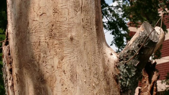 Insect tracks on the tree