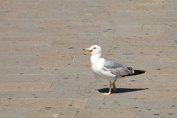 Fototapeta premium Gull with open beak from the heat standing on the pavement in Venice. Close-up.