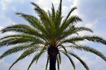Fototapeta na wymiar Beautiful palm tree against the blue sky.