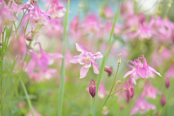 Obraz premium in the flower meadow in the early morning
