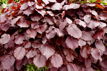 Beech hedge, leaves of a red beech (Fagus sylvatica)   Close-up - obrazy, fototapety, plakaty