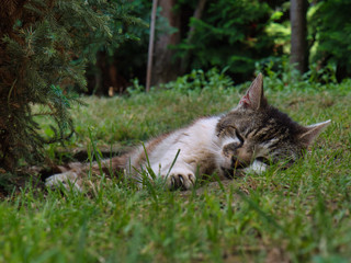Katze