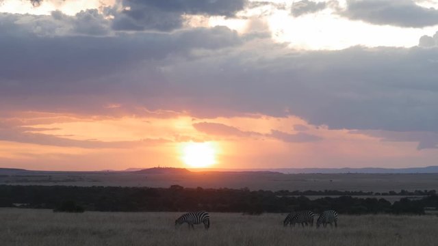 wide angle shot of several zebra grazing at sunset in masai mara national reserve in kenya, africa