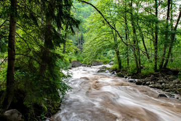 mountain river a lot of greenery and stones