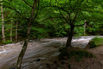 mountain river a lot of greenery and stones