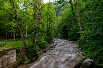 mountain river a lot of greenery and stones