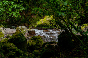 mountain river a lot of greenery and stones