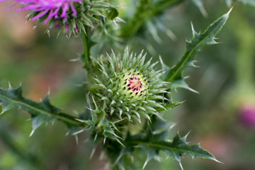thorny Bud of a Thistle