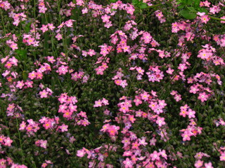 Forget-me-not, pink variety, botany name Myosotis sylvatica, flower bed in garden