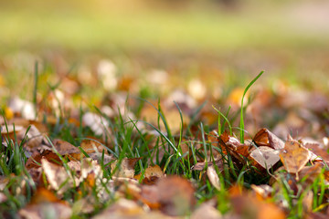 Fallen autumn leaves on the ground. Background, texture of fall colored leaves. Seasonal landscape. Yellow foliage on green grass 