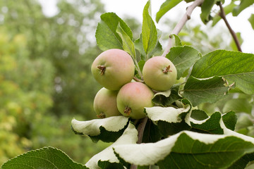 apples growing on apple trees in an orchard 