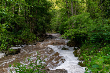 Obraz premium mountain river a lot of greenery and stones