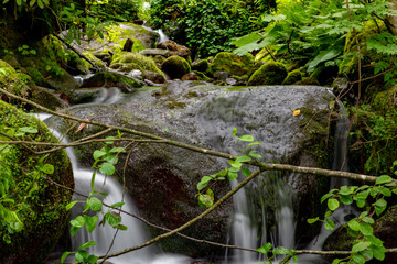 mountain river a lot of greenery and stones