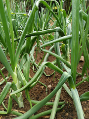 Obraz premium Detalle de Surcos de cultivo de puerros ( Allium porrum )en la tierra 