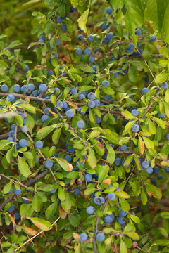  Rama del arbusto Prunus Spinosa con frutos o endrinas a finales del verano