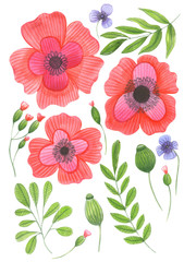 Illustration of watercolor drawing color set of wild flowers with leaves on an isolated white background