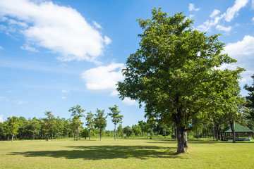 Fototapeta na wymiar Park with green grass field , Beautiful park scene background
