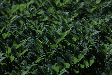 background of green leaves