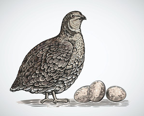 Graphical quail in engraving style and quail eggs