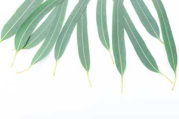 close-up eucalyptus leaves isolated on white background