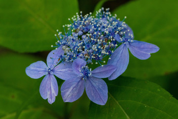 紫陽花