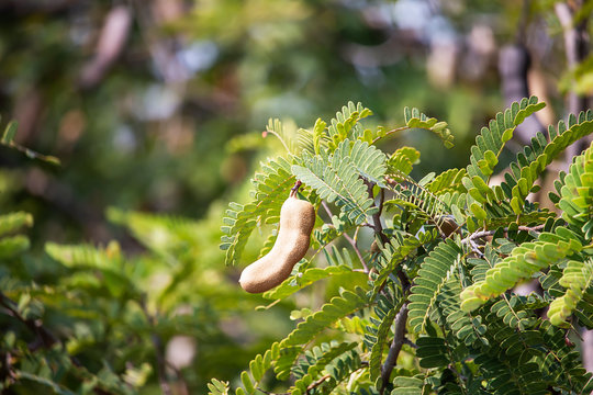 Tamarind on the tree in the garden.