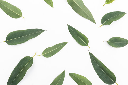 Eucalyptus Leaf Texture Isolated On White Background