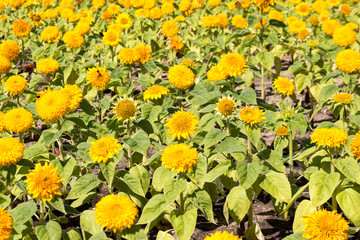  Sunflower in the field. Sunny day.