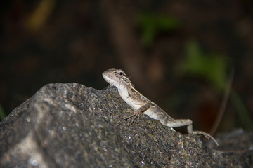 Lizard